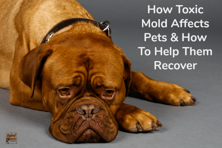 A sad dog who doesn't feel well. The dog has been exposed to mold.