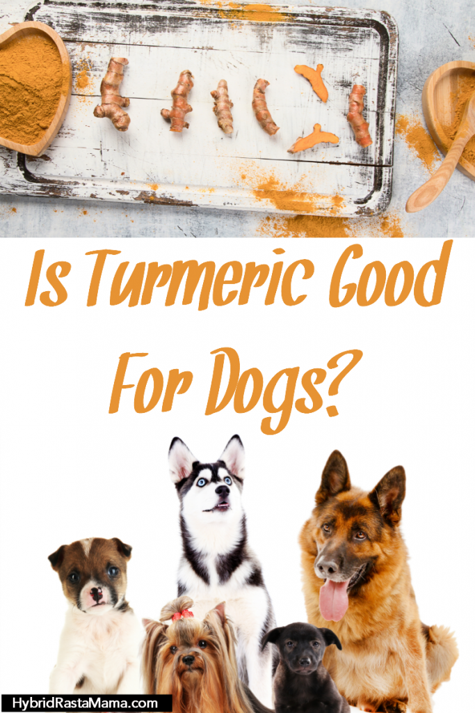 Is Turmeric Good For Dogs? Hybrid Rasta Mama