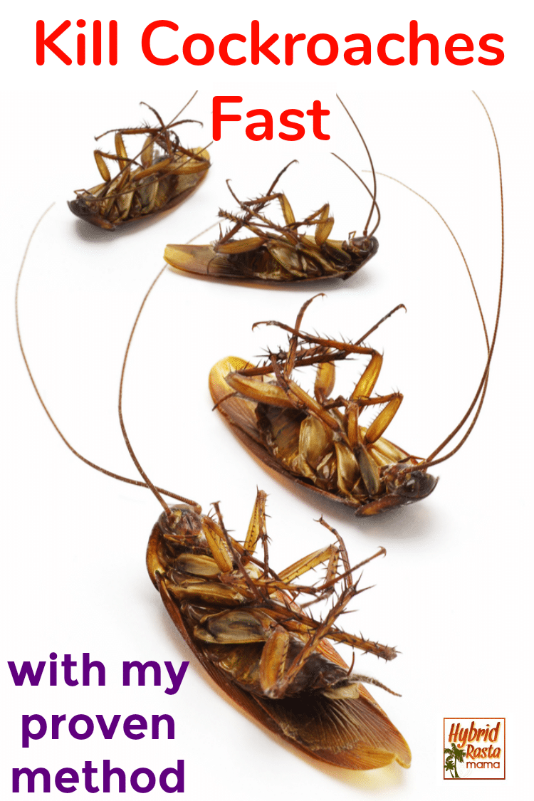 Dead cockroaches laying on their backs