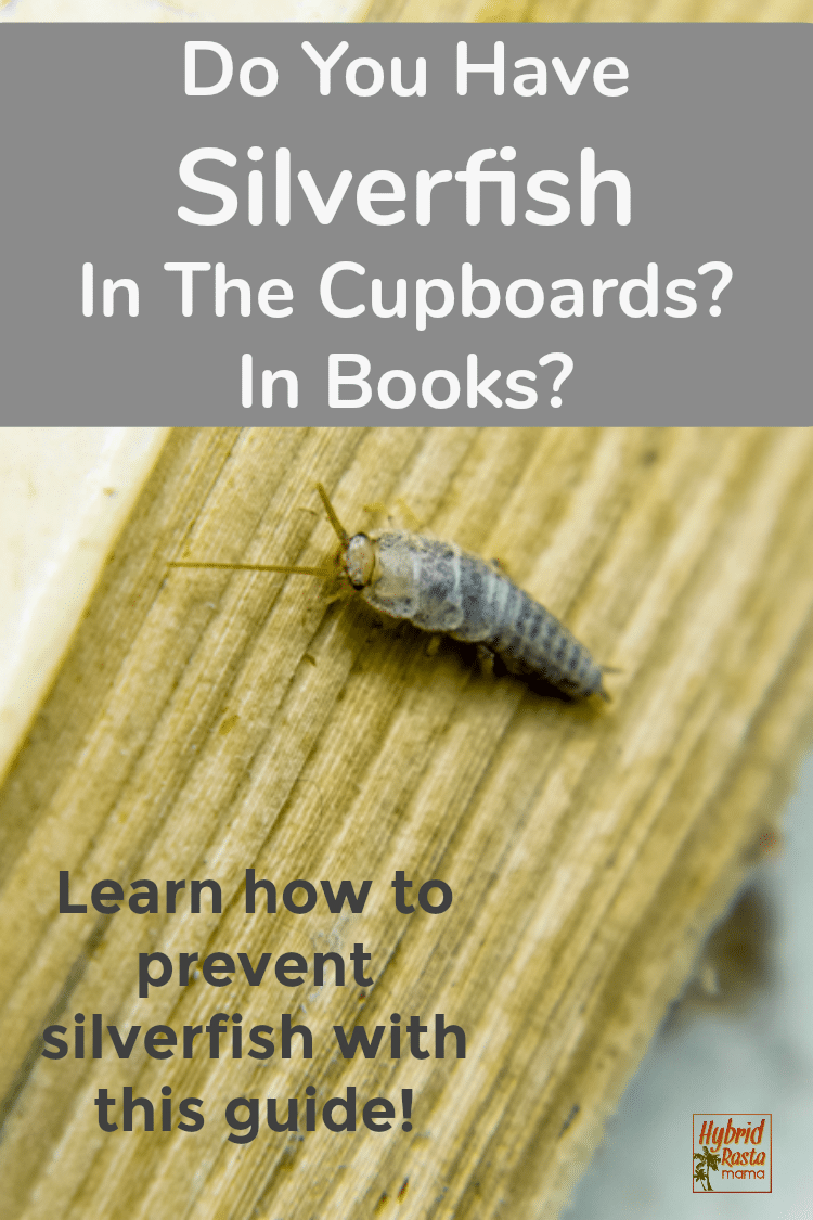 A silverfish on the side of a paperback book