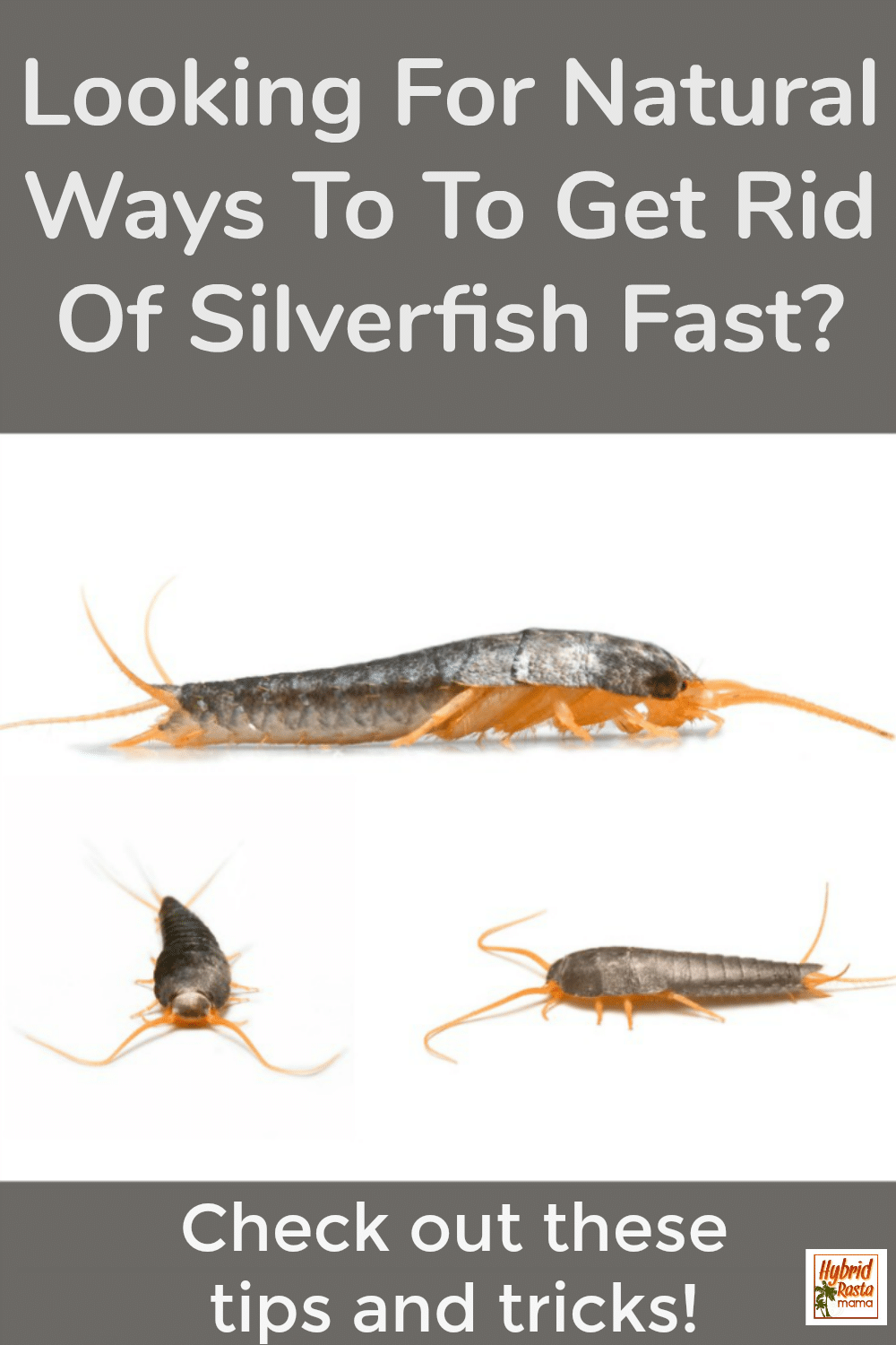 How To Get Rid Of Silverfish For Good | Hybrid Rasta Mama