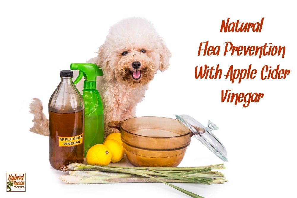 Learn more about natural flea prevention and control in this post. With a focus on apple cider vinegar, fleas will leave your fur babies alone for good! From HybridRastaMama.com. 