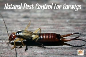 Earwig on a stone background