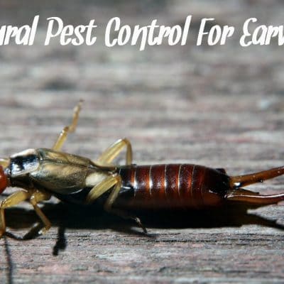 Natural Pest Control For Earwigs