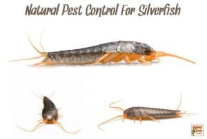 Three views of a silverfish - front view and two side views