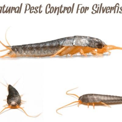How To Get Rid Of Silverfish For Good