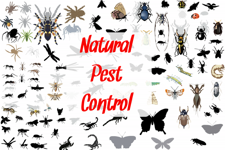 Insects of all kinds representing natural pest control