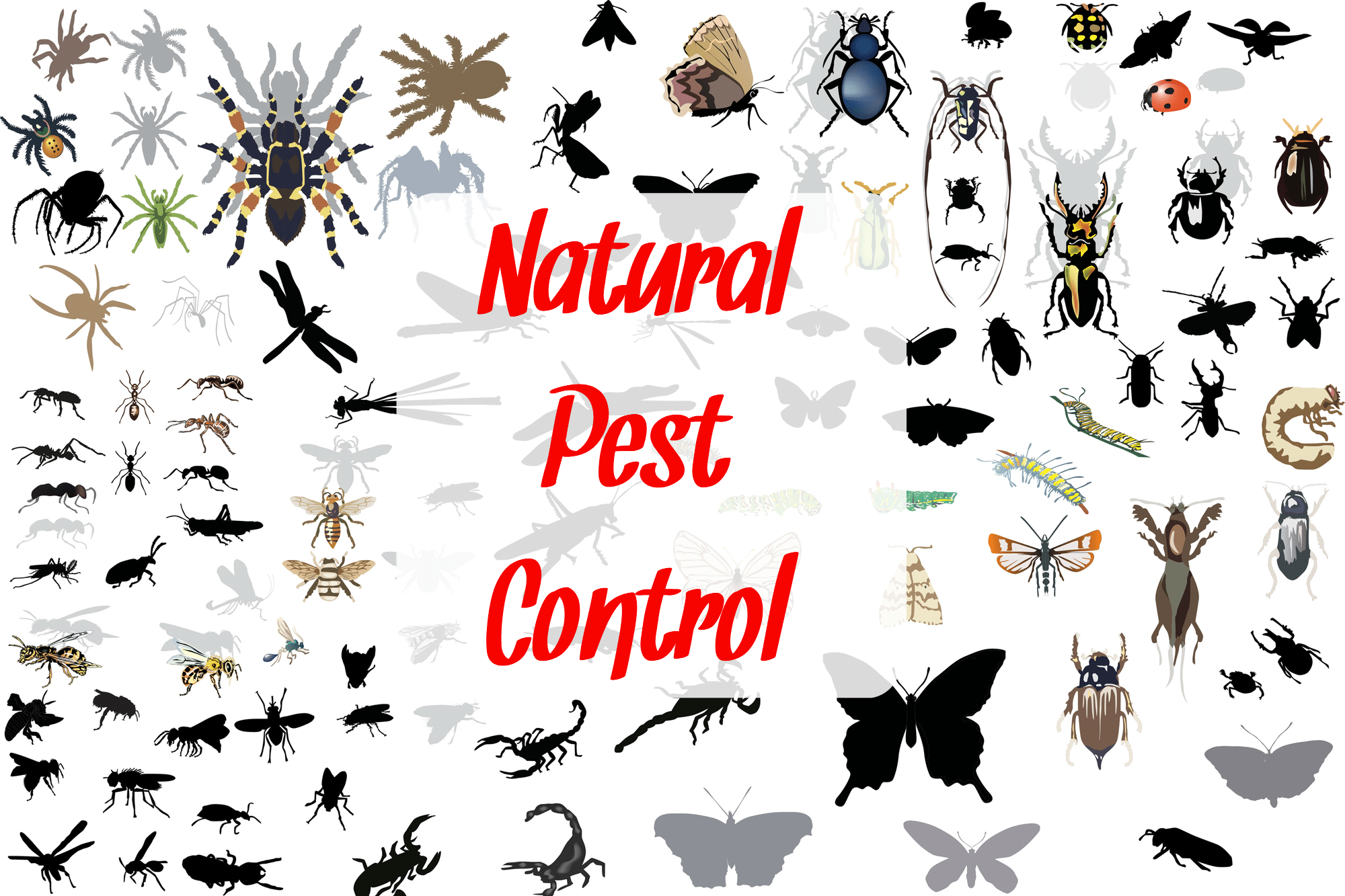 Insects of all kinds representing natural pest control