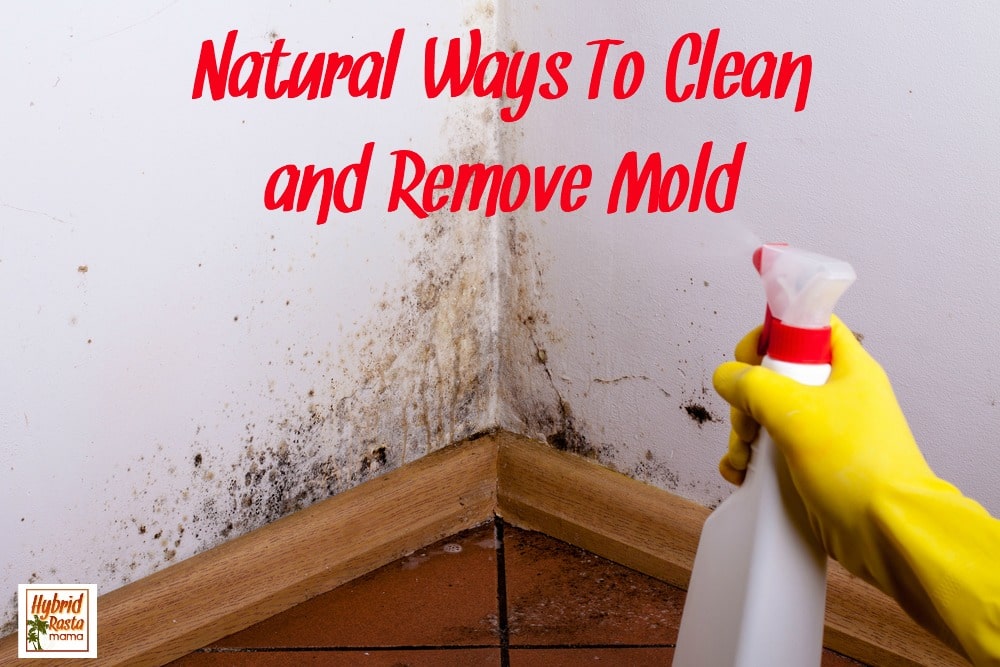 Do you have surface mold problems? Looking for natural ways to clean mold and remove mold? Here are 6 ways you can clean mold naturally from HybridRastaMama.com.