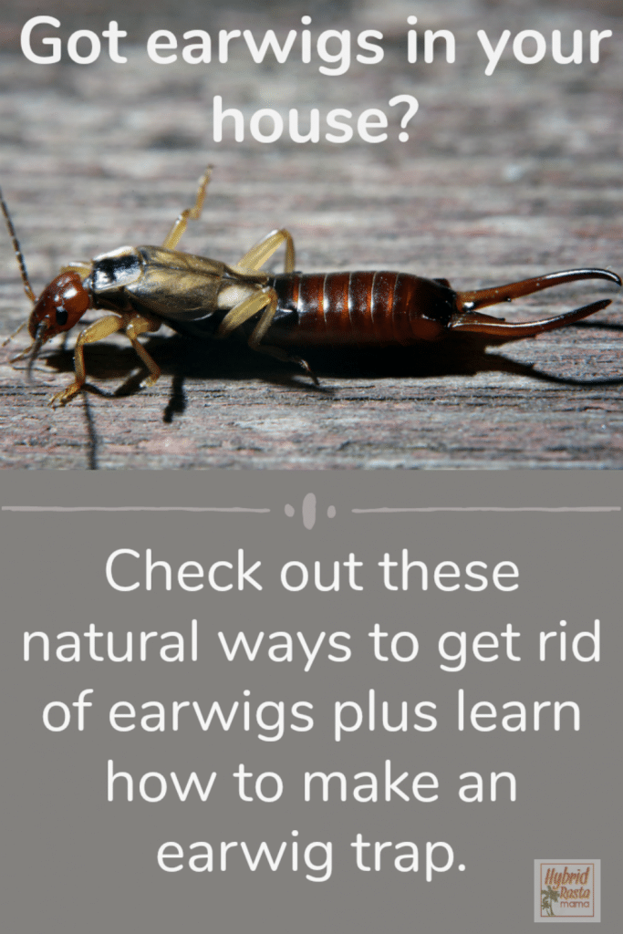 Natural Pest Control For Earwigs Hybrid Rasta Mama