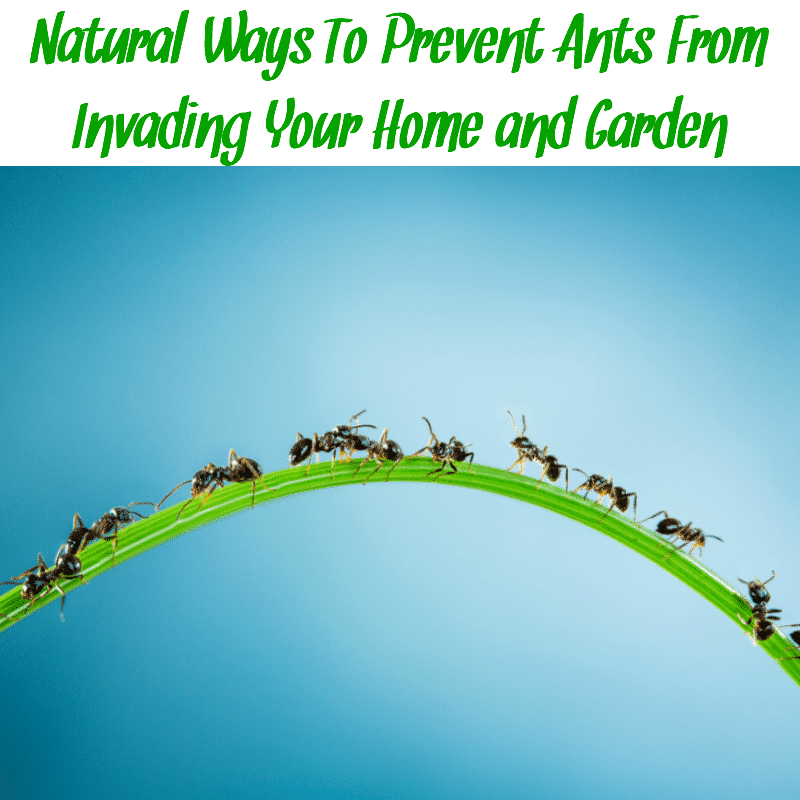 Ants on a blade of grass with the words "natural ways to prevent ants from invading your home and garden"