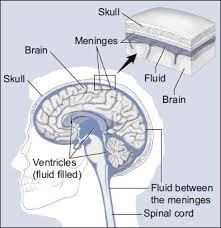 Vector of side of head with view into brain. Part of the brain are labeled. 