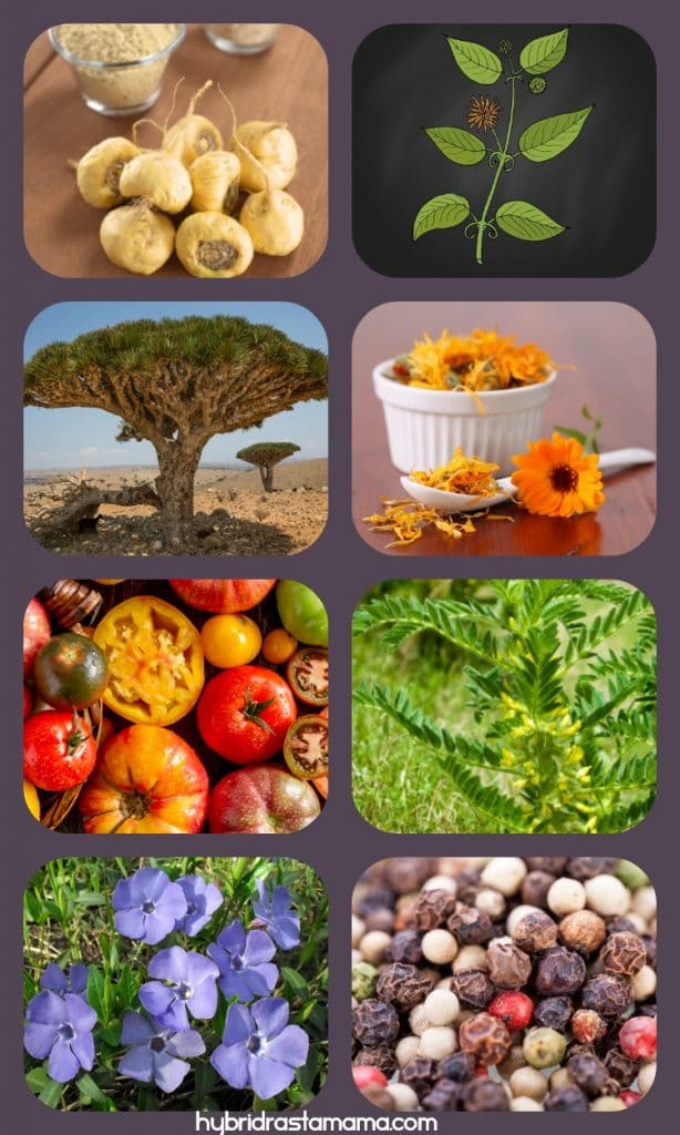 Collage with images of Phytozon ingredients