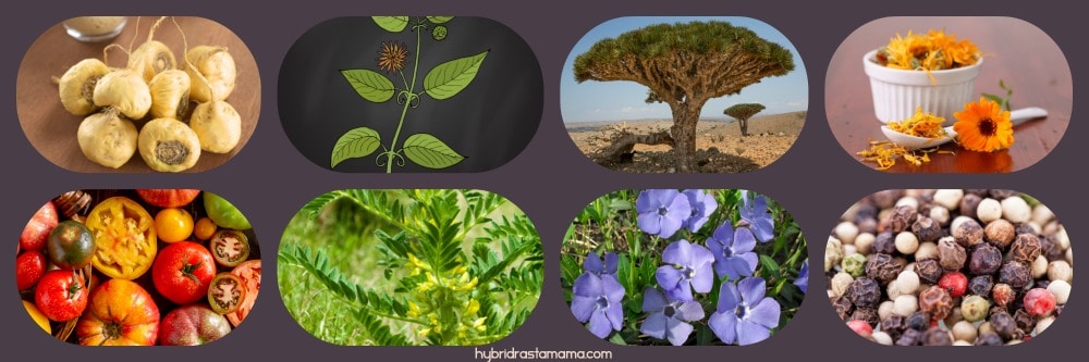 Collage with images of Phytozon ingredients