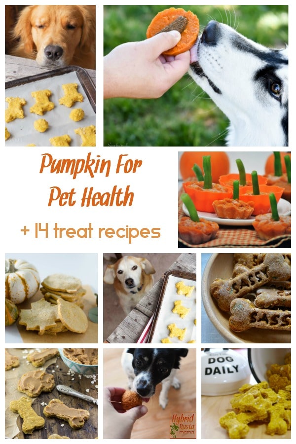 A collage of pet treat images. These treats feature pumpkin. 