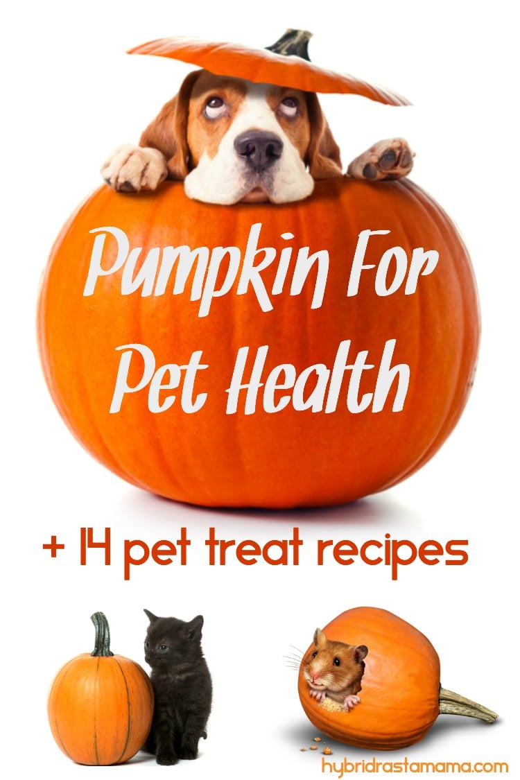 A beagle's head popping out of a pumpkin top. A black kitten sitting next to a small pumpkin. A hamster with it's head poking out of the side of a carved pumpkin. Pumpkin for pet health + 14 treat recipes is written on the beagle's pumpkin.