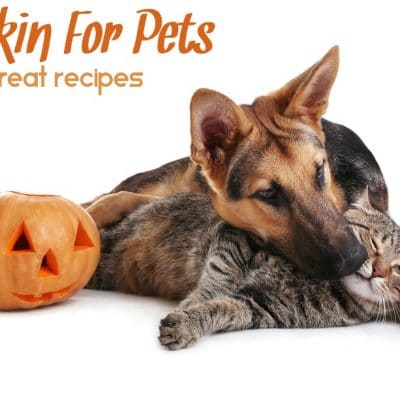 Can Dogs Eat Pumpkin? Cats? Benefits of Pumpkin For Pets.