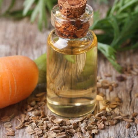 Do you know about the secret world of carrot seed oil? It is an oil that has numerous benefits! Learn more here and grab my moisturizer recipe. From HybridRastaMama.com