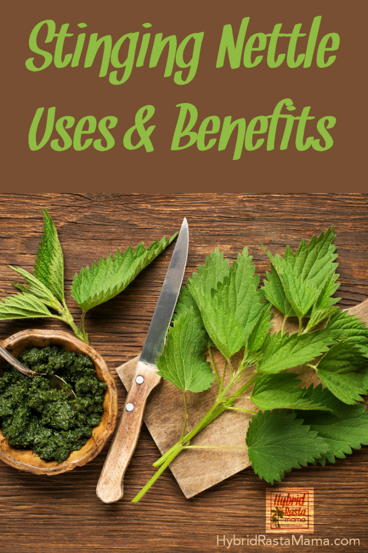 5 Stinging Nettle Benefits Hybrid Rasta Mama