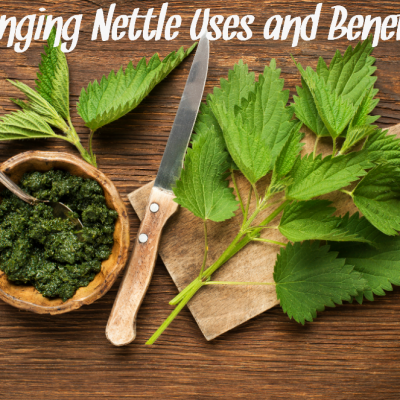 5 Stinging Nettle Benefits