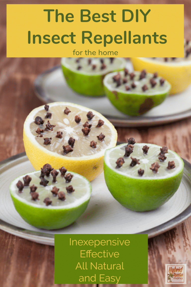 5 Buzzworthy Natural Insect Repellent Ideas Hybrid Rasta Mama