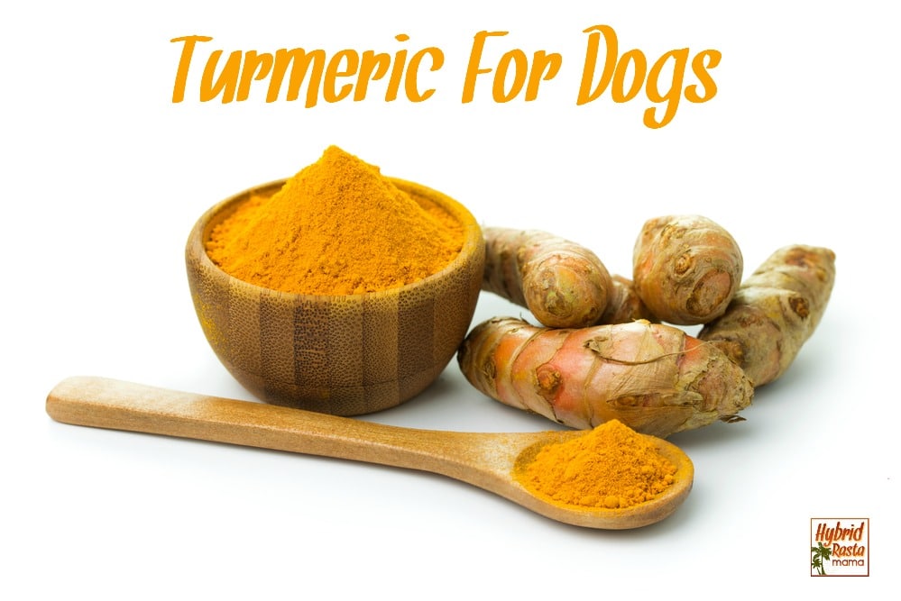 Looking to care for your pooch in the most holistic manner possible? You definitely want to learn more about using turmeric for dogs. This post gives you all the basics and more! From HybridRastaMama.com