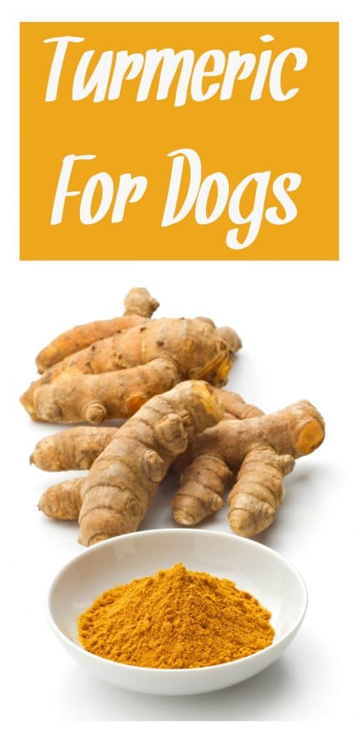 Turmeric For Dogs Hybrid Rasta Mama