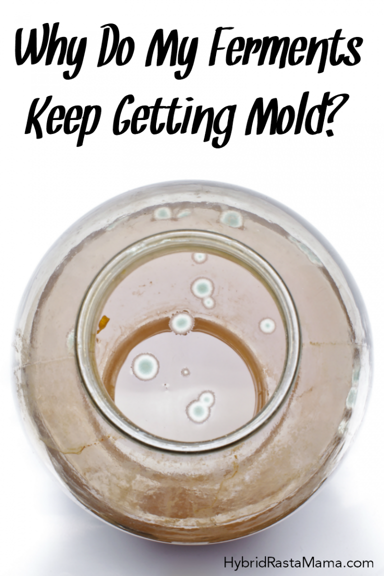 Why Do My Ferments Keep Getting Mold? Hybrid Rasta Mama