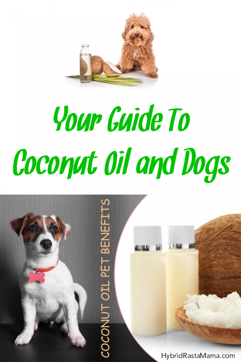 Your Guide To Coconut Oil and Dogs Hybrid Rasta Mama